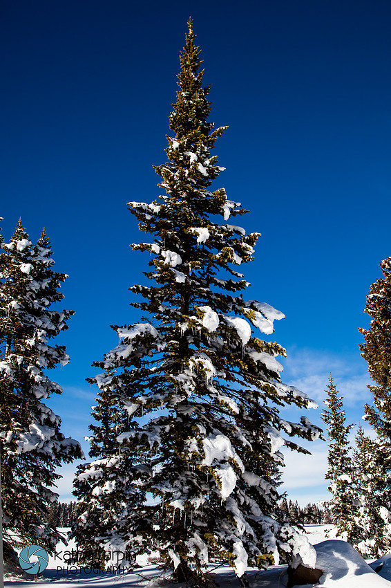 Grand Mesa Snow near Palisade, CO with Kathy Turpin Photography