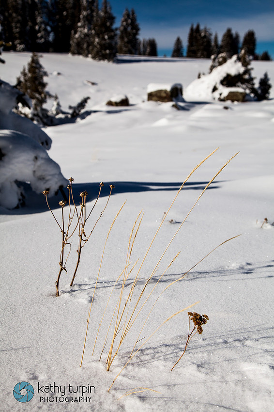 Grand Mesa Snow near Palisade, CO with Kathy Turpin Photography