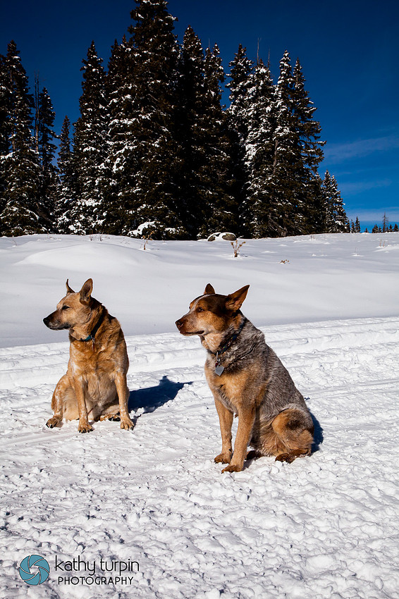 Grand Mesa Snow near Palisade, CO with Kathy Turpin Photography